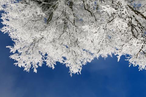 arbre gelé, saison hiver bien être en hiver, massage à domicile toulouse, saison hiver